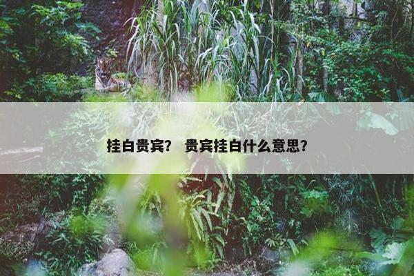 挂白贵宾？ 贵宾挂白什么意思？