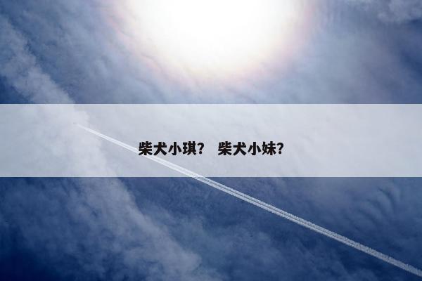柴犬小琪？ 柴犬小妹？