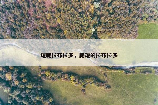 短腿拉布拉多，腿短的拉布拉多