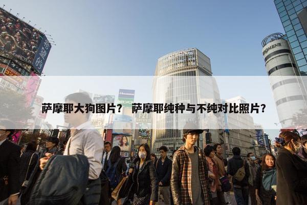 萨摩耶大狗图片？ 萨摩耶纯种与不纯对比照片？
