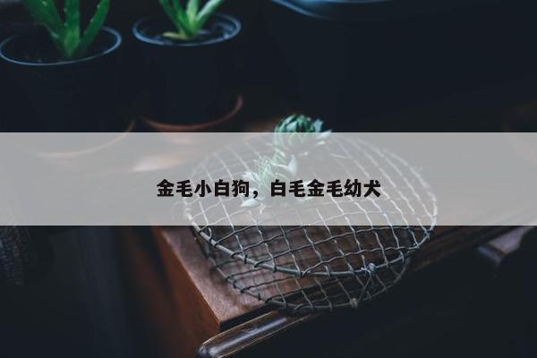 金毛小白狗，白毛金毛幼犬