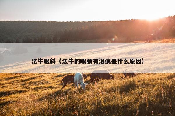 法牛眼斜（法牛的眼睛有泪痕是什么原因）