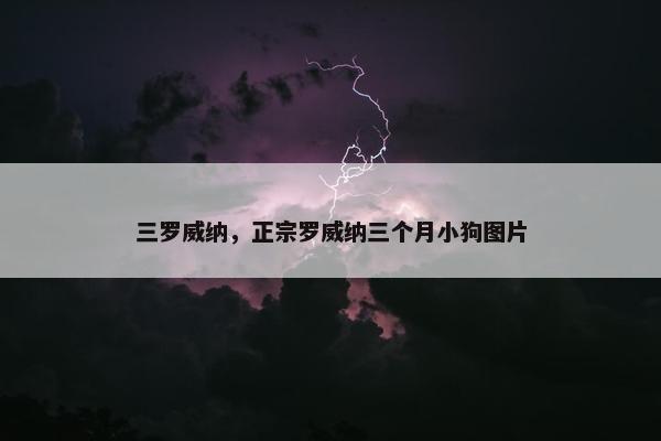 三罗威纳，正宗罗威纳三个月小狗图片