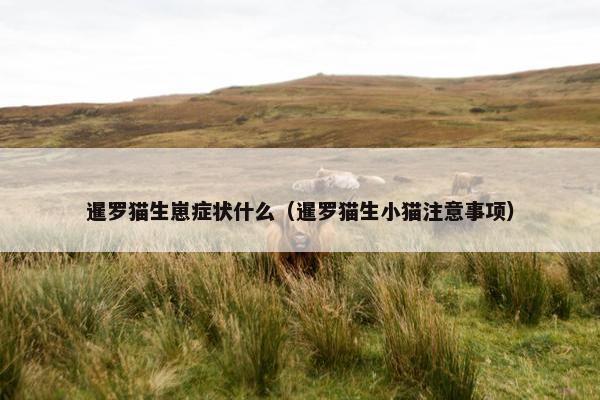 暹罗猫生崽症状什么（暹罗猫生小猫注意事项）