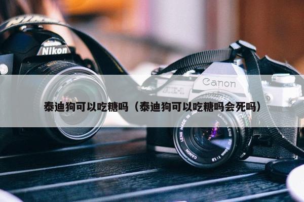 泰迪狗可以吃糖吗（泰迪狗可以吃糖吗会死吗）