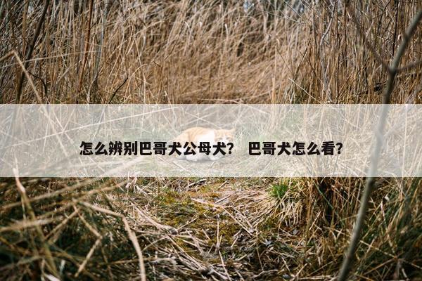 怎么辨别巴哥犬公母犬？ 巴哥犬怎么看？