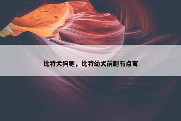 比特犬狗腿,比特幼犬前腿有点弯 比特犬狗腿,比特幼犬前腿有点弯