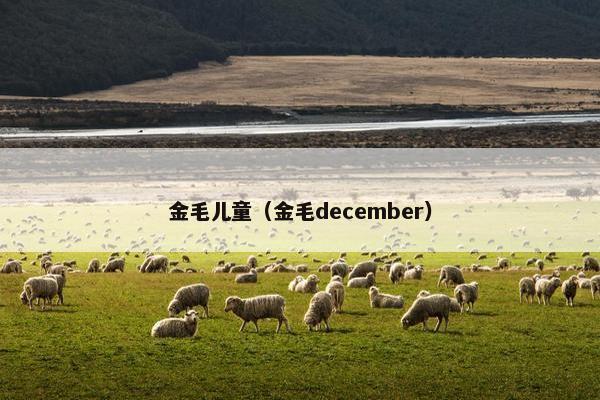 金毛儿童（金毛december）