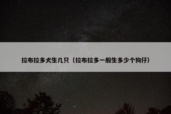 拉布拉多犬生几只（拉布拉多一般生多少个狗仔）