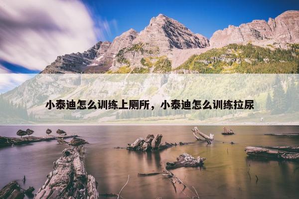 小泰迪怎么训练上厕所，小泰迪怎么训练拉尿