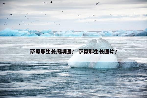 萨摩耶生长周期图？ 萨摩耶生长图片？