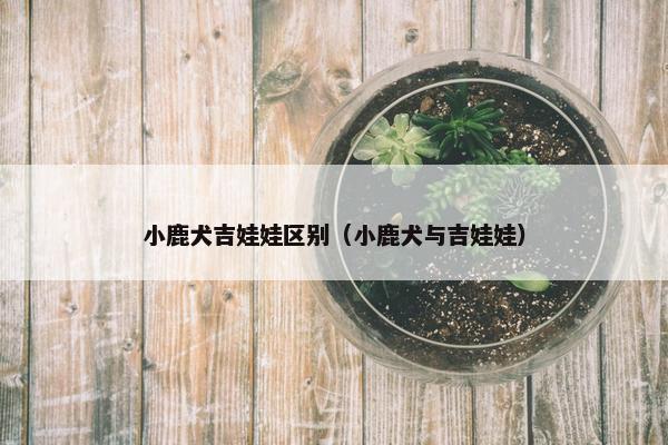 小鹿犬吉娃娃区别（小鹿犬与吉娃娃）