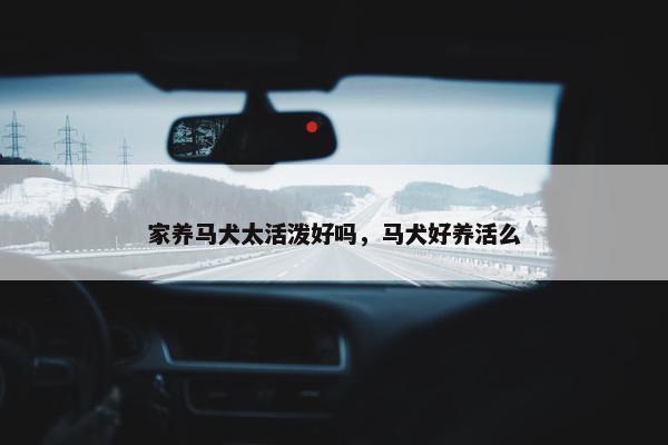 家养马犬太活泼好吗，马犬好养活么