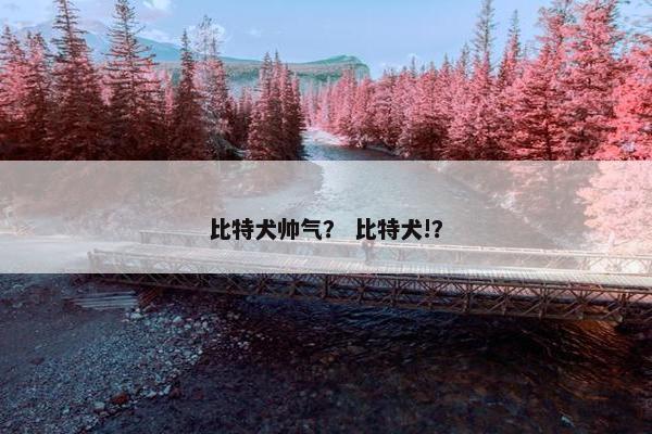 比特犬帅气？ 比特犬!？