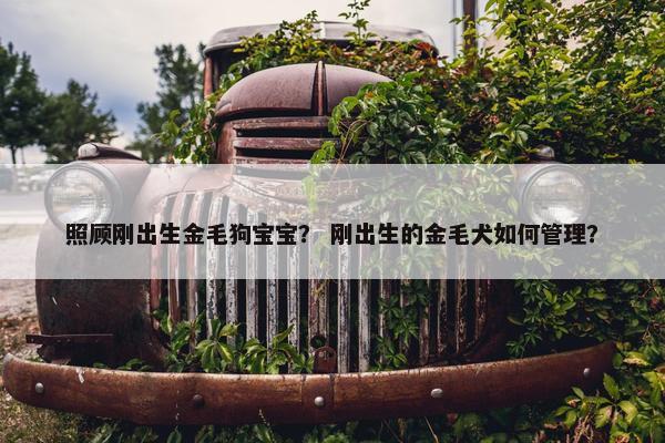 照顾刚出生金毛狗宝宝？ 刚出生的金毛犬如何管理？