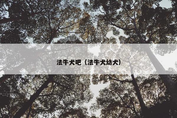 法牛犬吧（法牛犬幼犬）