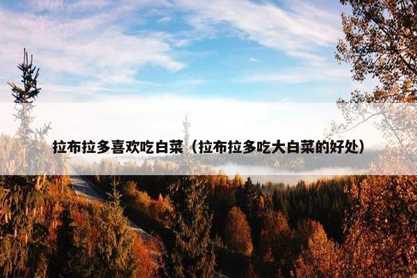 拉布拉多喜欢吃白菜（拉布拉多吃大白菜的好处）