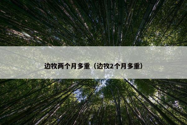 边牧两个月多重（边牧2个月多重）