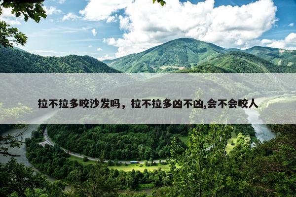 拉不拉多咬沙发吗，拉不拉多凶不凶,会不会咬人