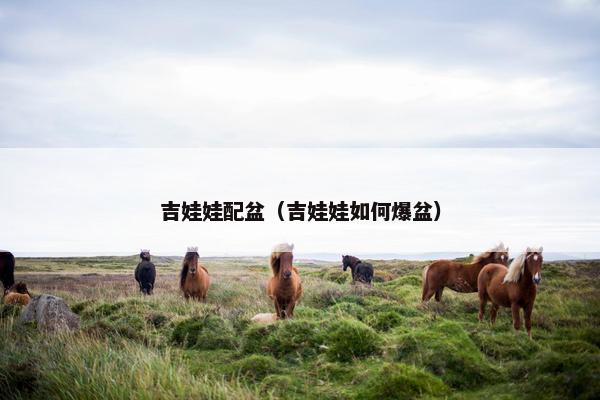 吉娃娃配盆（吉娃娃如何爆盆）