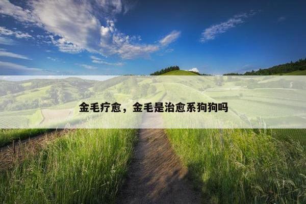 金毛疗愈，金毛是治愈系狗狗吗