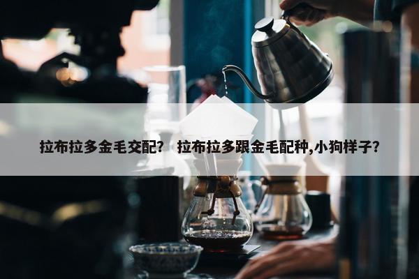 拉布拉多金毛交配？ 拉布拉多跟金毛配种,小狗样子？