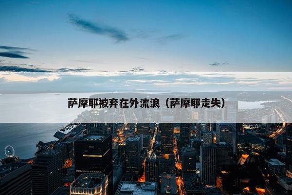 萨摩耶被弃在外流浪（萨摩耶走失）