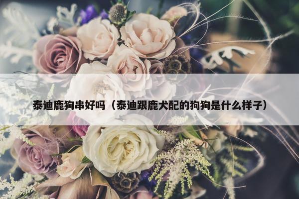 泰迪鹿狗串好吗（泰迪跟鹿犬配的狗狗是什么样子）
