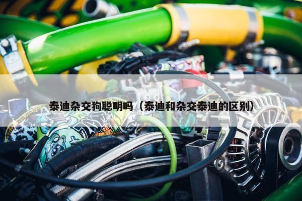 泰迪杂交狗聪明吗（泰迪和杂交泰迪的区别）