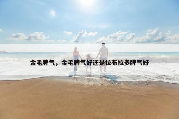 金毛脾气，金毛脾气好还是拉布拉多脾气好