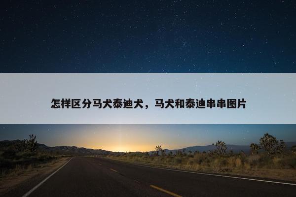 怎样区分马犬泰迪犬，马犬和泰迪串串图片