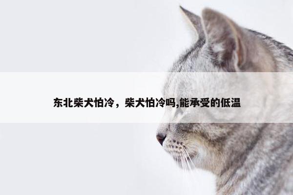 东北柴犬怕冷，柴犬怕冷吗,能承受的低温