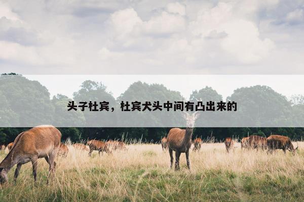 头子杜宾，杜宾犬头中间有凸出来的