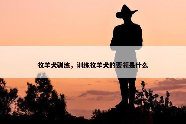 牧羊犬驯练，训练牧羊犬的要领是什么