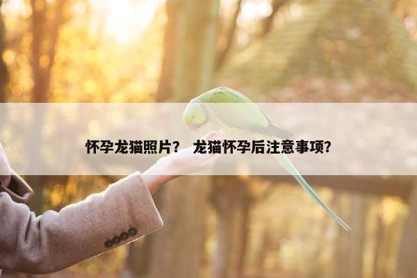 怀孕龙猫照片？ 龙猫怀孕后注意事项？