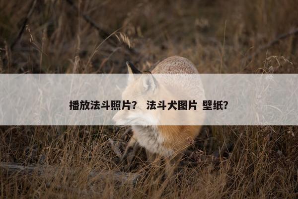 播放法斗照片？ 法斗犬图片 壁纸？