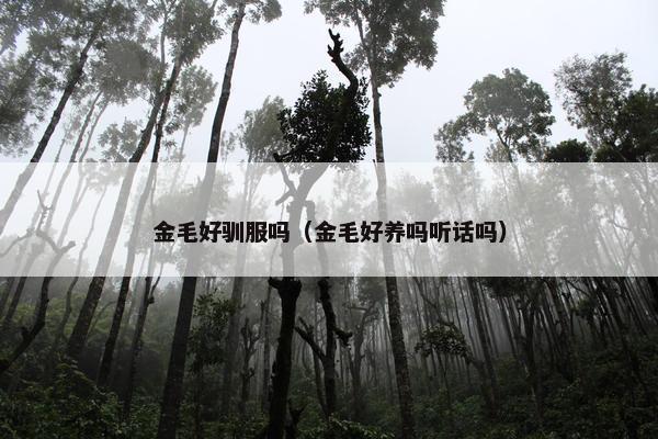 金毛好驯服吗（金毛好养吗听话吗）