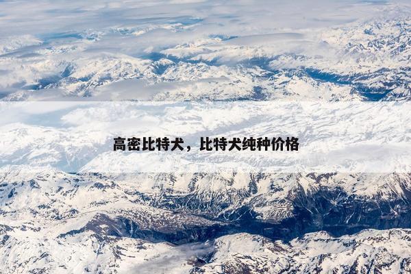 高密比特犬，比特犬纯种价格