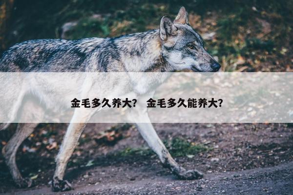 金毛多久养大？ 金毛多久能养大？