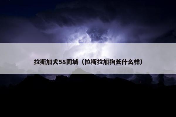 拉斯加犬58同城（拉斯拉加狗长什么样）