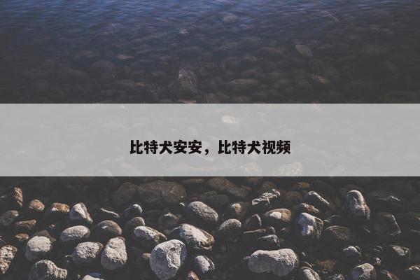 比特犬安安，比特犬视频