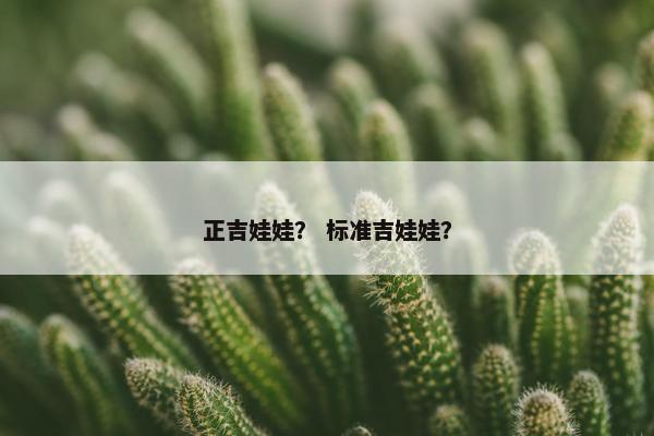 正吉娃娃？ 标准吉娃娃？