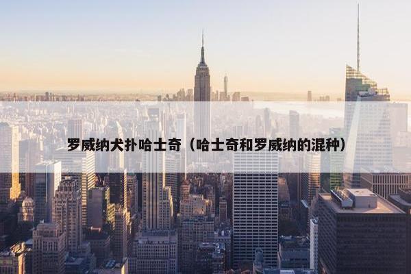 罗威纳犬扑哈士奇（哈士奇和罗威纳的混种）