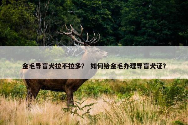 金毛导盲犬拉不拉多？ 如何给金毛办理导盲犬证？
