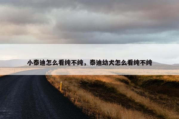 小泰迪怎么看纯不纯，泰迪幼犬怎么看纯不纯