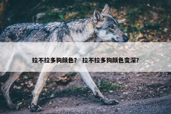 拉不拉多狗颜色？ 拉不拉多狗颜色变深？