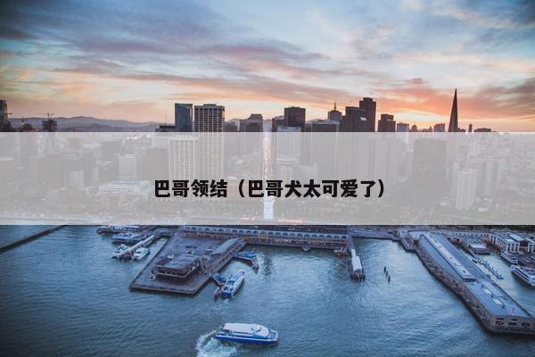 巴哥领结（巴哥犬太可爱了）