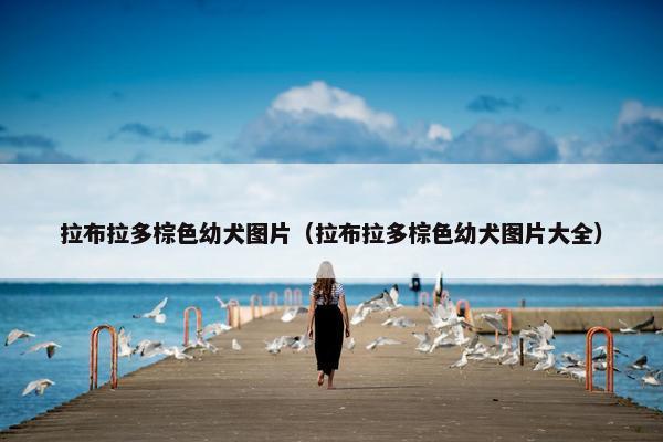 拉布拉多棕色幼犬图片（拉布拉多棕色幼犬图片大全）
