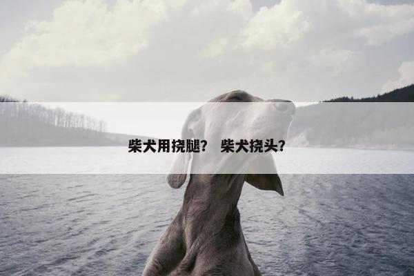 柴犬用挠腿？ 柴犬挠头？