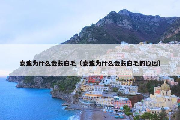 泰迪为什么会长白毛（泰迪为什么会长白毛的原因）